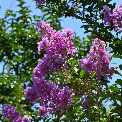 Queen’s Crape Myrtle