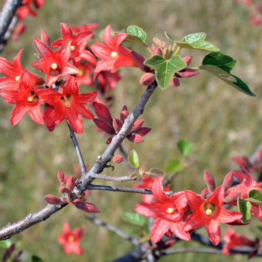 Queensland Bottle Tree Flower