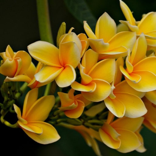 Queensland Frangipani