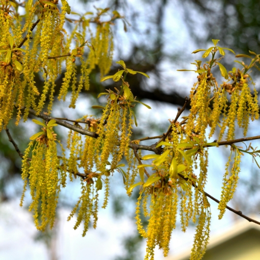 Quercus Flower (Oak Blossom)