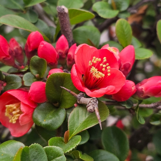 Quince Blossom