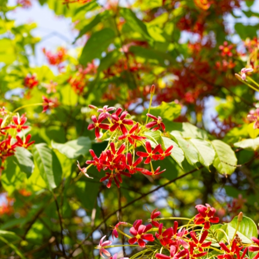 Quisqualis (Rangoon Creeper)