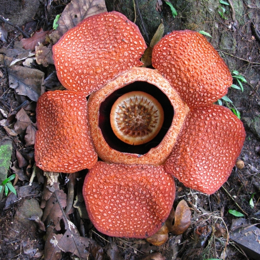 Rafflesia
