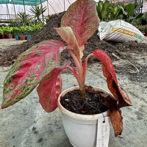 Red Aglaonema
