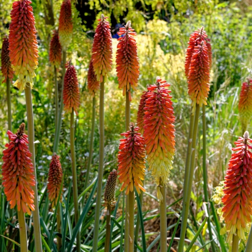 Red Hot Poker