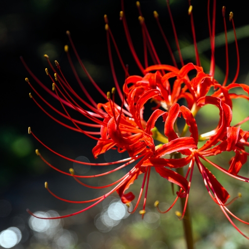 Red Spider Lily
