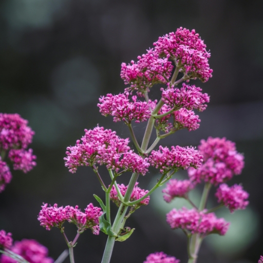 Red Valerian