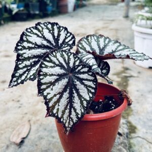 Rex Begonia