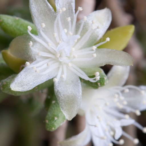 Rhipsalis Flower