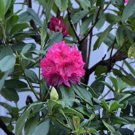 Rhododendron