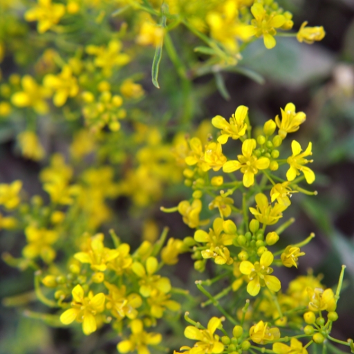 Rorippa Flower