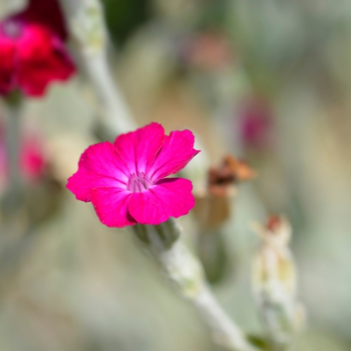 Rose Campion