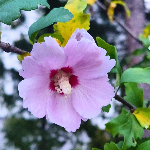 Rose of Sharon