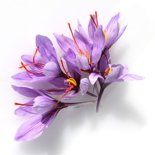 Saffron Crocus