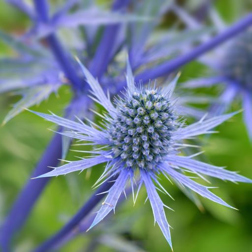 Sea Holly