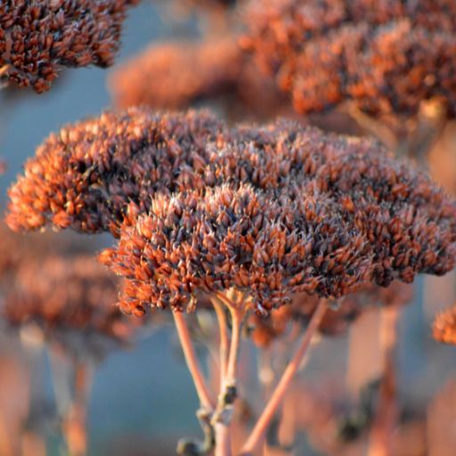 Sedum (Stonecrop)