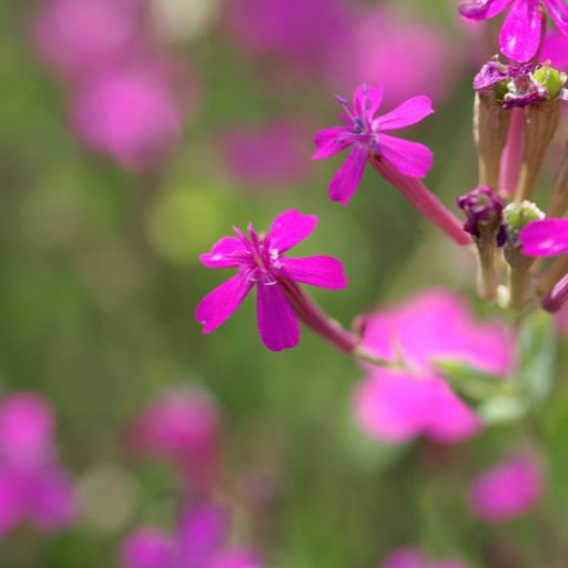 Silene (Catchfly)