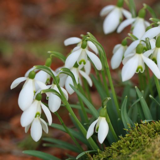 Snowdrop