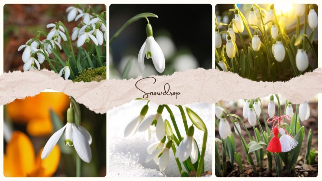 Snowdrop Flower