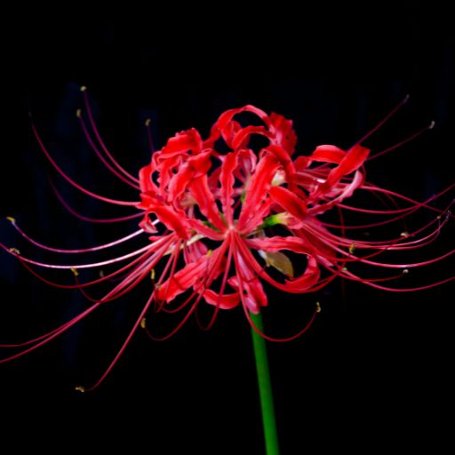 Spider Lily