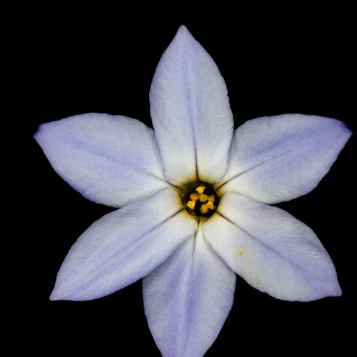 Starflower