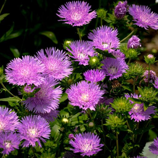 Stokes’ Aster