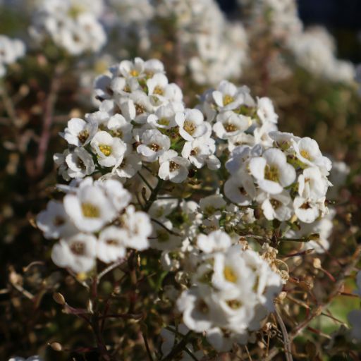 Sweet Alyssum