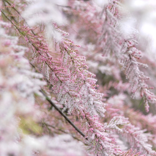 Tamarisk Flower