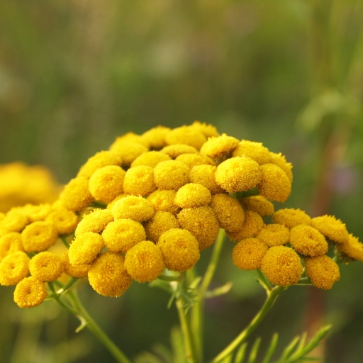 Tansy