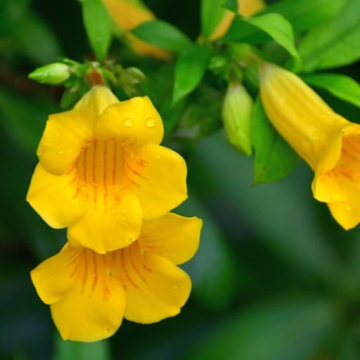 Tecoma (Yellow Bells)
