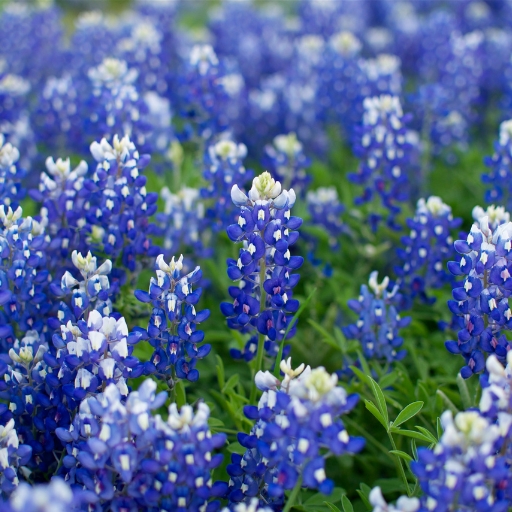 Texas Bluebonnet