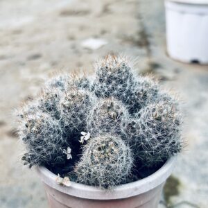 Thimble Cactus