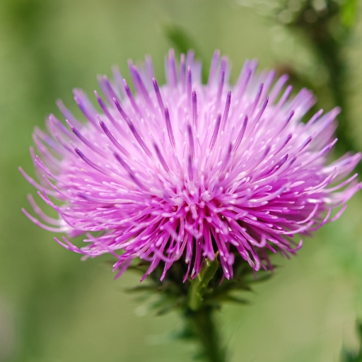 Thistle