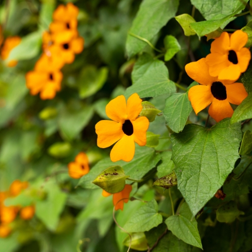 Thunbergia (Black-Eyed Susan Vine)