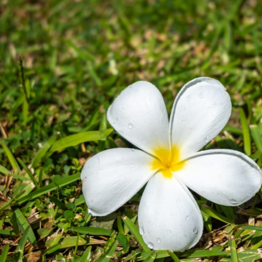 Tiare Flower
