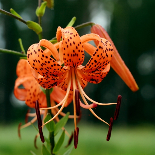 Tiger Lily