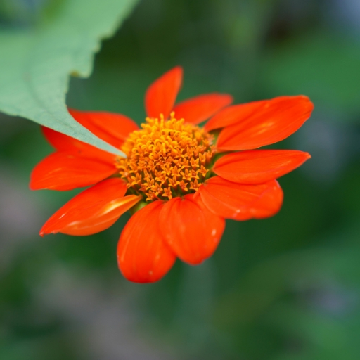 Tithonia (Mexican Sunflower)
