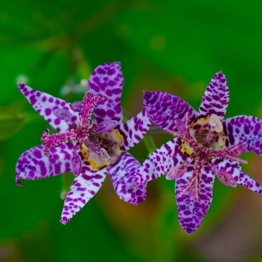 Toad Lily