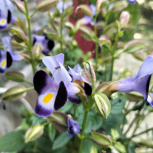 Torenia (Wishbone Flower)