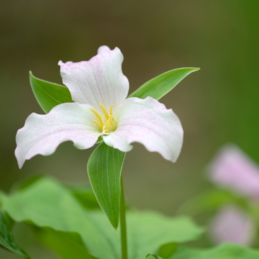 Trillium