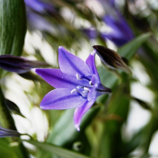 Triteleia (Triplet Lily)