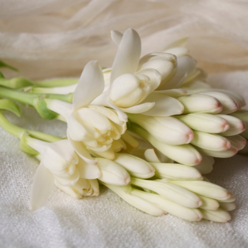 Tuberose
