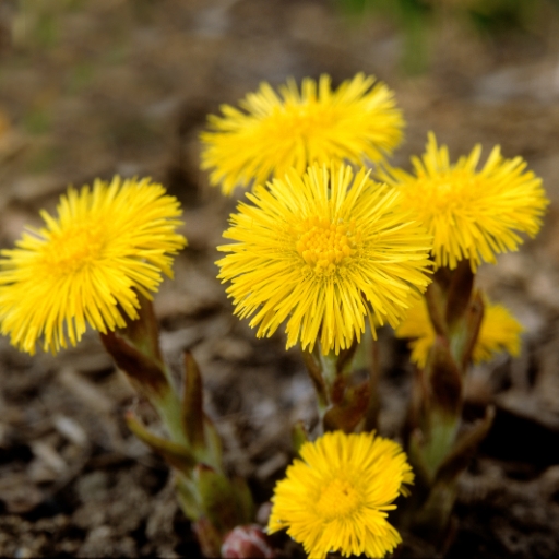 Tussilago (Coltsfoot)