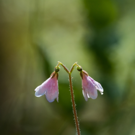 Twinflower