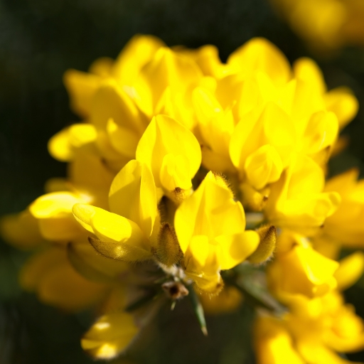 Ulex (Gorse)