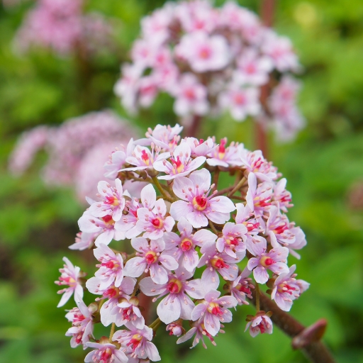 Umbrella Plant Flower