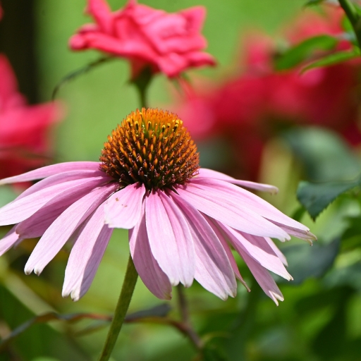 Upland Coneflower