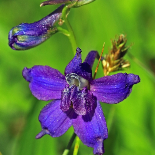 Upland Larkspur
