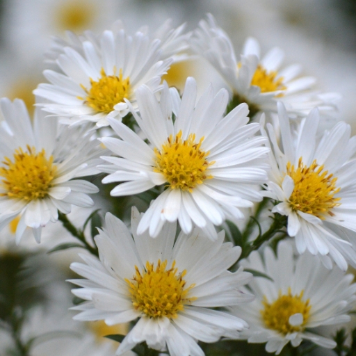 Upland White Aster