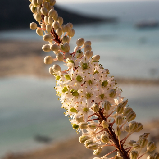 Urginea (Sea Squill)